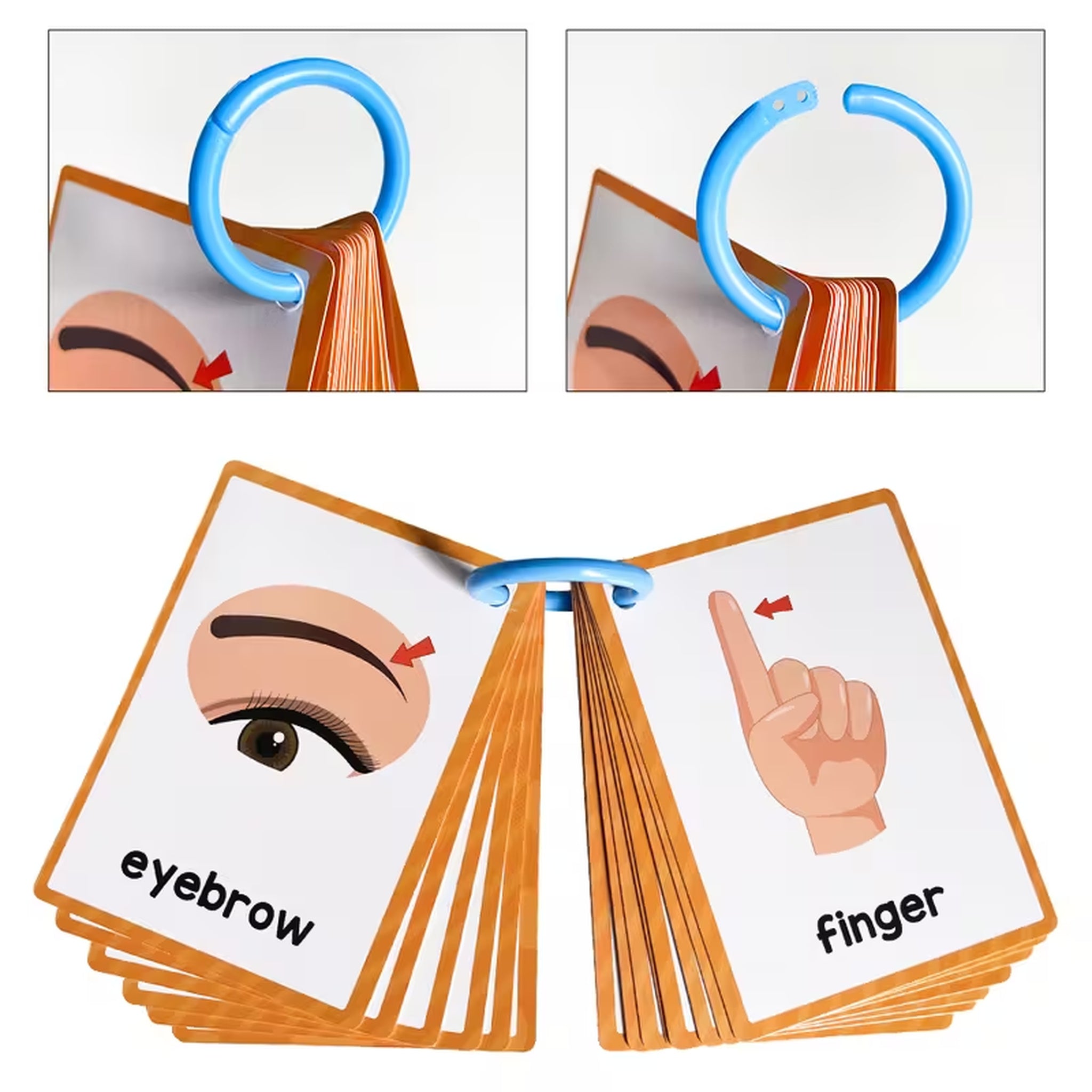 Body Parts Flashcards