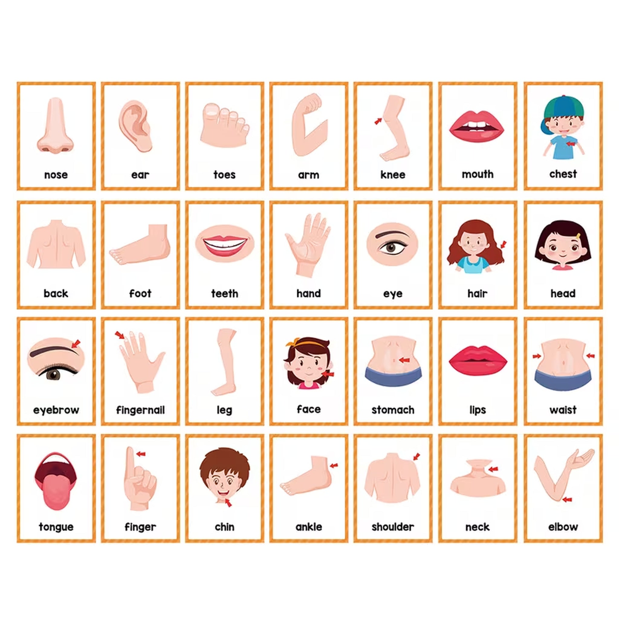 Body Parts Flashcards